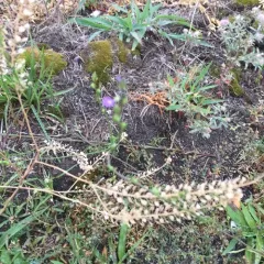 Canada toadflax thumbnail 1