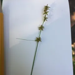star sedge thumbnail 4