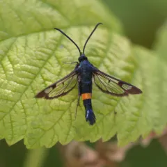 Red-belted Clearwing Moth thumbnail 1