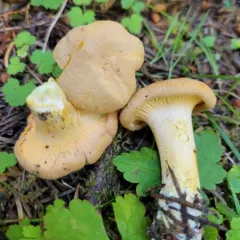 Rainbow Chanterelle thumbnail 1