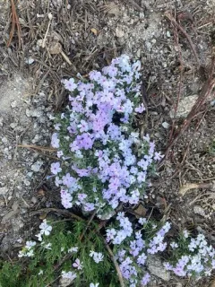 mountain phlox thumbnail 2