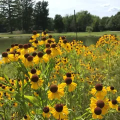 Southern Sneezeweed thumbnail 4