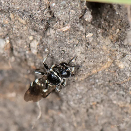 Entomognathus memorialis