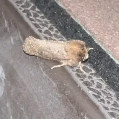Arcane Grass Tubeworm Moth thumbnail 3