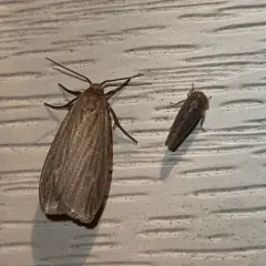 Pale Lichen Moth thumbnail 2