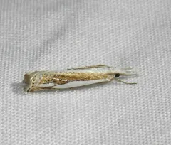 Young's Grass-veneer thumbnail 3
