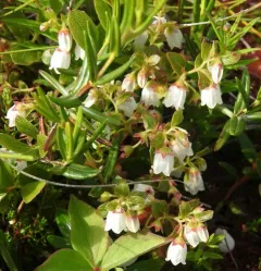 northern dwarf huckleberry thumbnail 2