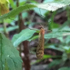 Thin Hangingfly thumbnail 4