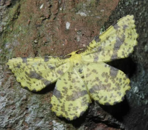 False Crocus Geometer Moth