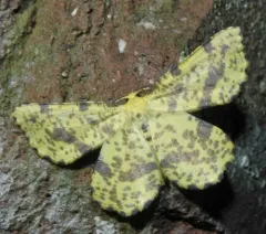 False Crocus Geometer Moth thumbnail 1