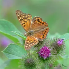 Tawny Emperor thumbnail 2