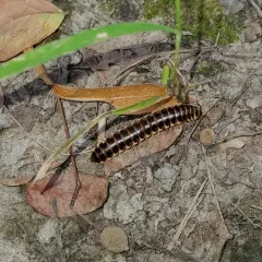 Traveling Cherry Millipede thumbnail 2