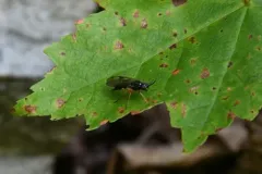 Rachicerus nitidus thumbnail 3