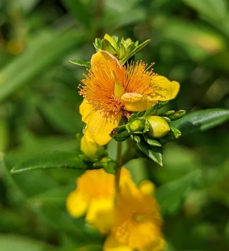 shrubby St. John's-wort