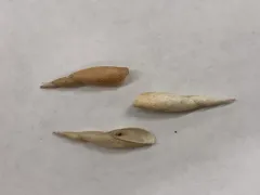 Spindle Lymnaea thumbnail 2
