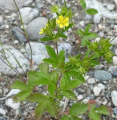 rough cinquefoil thumbnail 5