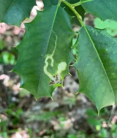 Native Holly Leafminer thumbnail 4