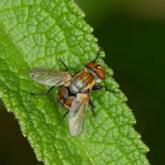 Gymnoclytia occidua thumbnail 3