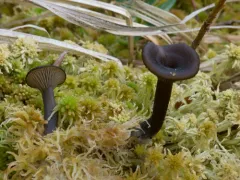 Arrhenia telmatiaea thumbnail 2