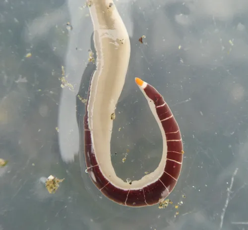 Reticulated Purple Ribbon Worm