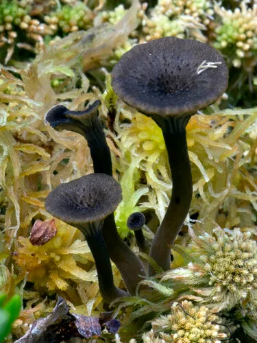 Arrhenia bigelowii