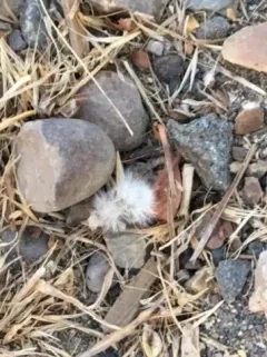 Thistledown Velvet Ant thumbnail 2