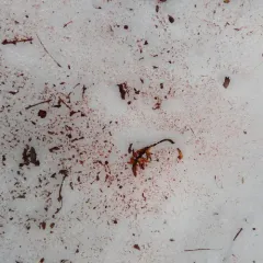 watermelon snow thumbnail 2