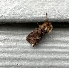 Conifer Swift Moth thumbnail 4