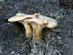 Polyporus decurrens thumbnail 4