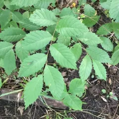 American elm thumbnail 2
