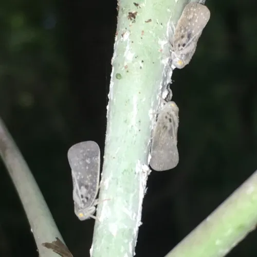 Citrus Flatid Planthopper