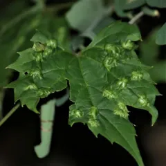 Heliozela aesella thumbnail 4