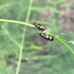 Common Asparagus Beetle thumbnail 2