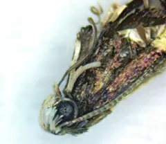 Caloptilia anthobaphes thumbnail 4
