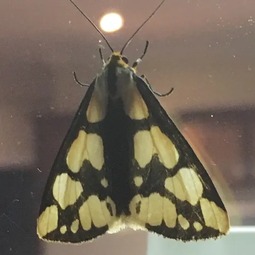 Confused Haploa Moth