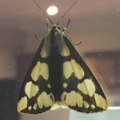 Confused Haploa Moth thumbnail 1