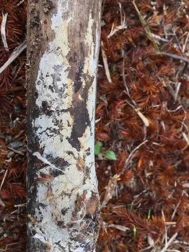 Ceriporia reticulata