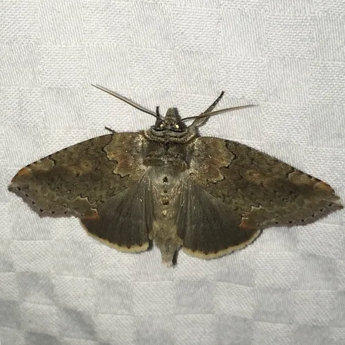 Tufted Thyatirine Moth