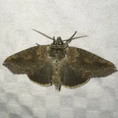 Tufted Thyatirine Moth thumbnail 1