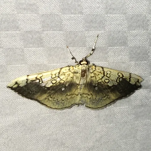 Basswood Leafroller Moth