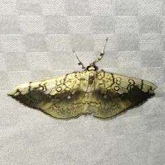 Basswood Leafroller Moth thumbnail 1