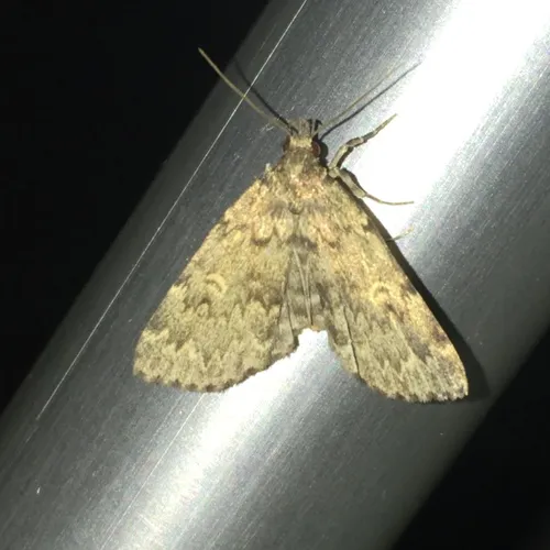 Toothed Idia Moth