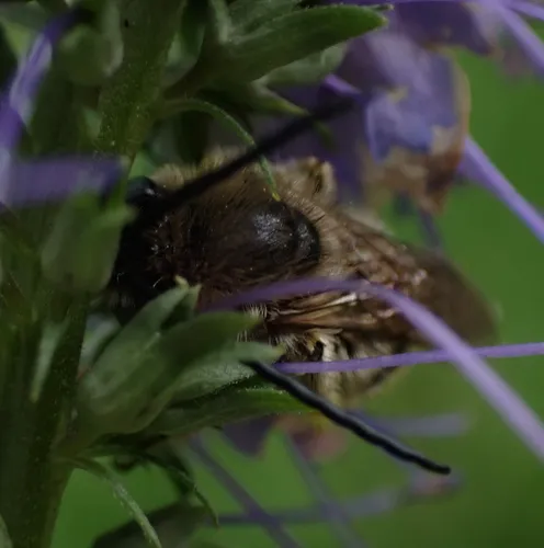 Melissodes confusus