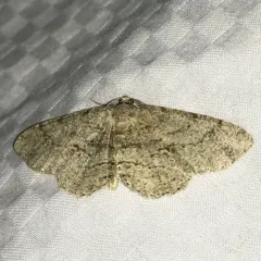 Porcelain Gray thumbnail 1
