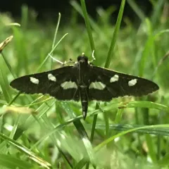 Grape Leaffolder Moth thumbnail 2