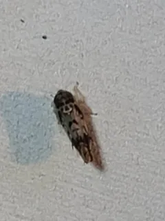 Scaphoideus obtusus thumbnail 3