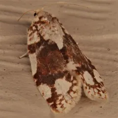 White-spotted Leafroller Moth thumbnail 4