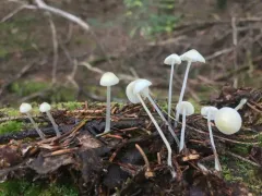 Ivory Bonnet thumbnail 2