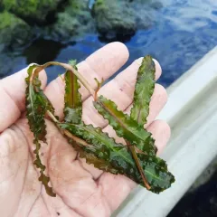 Curly-leaf Pondweed thumbnail 4