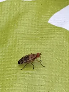 Euthycera flavescens thumbnail 1